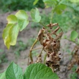 Vrhovi krompira su pocrnili: šta učiniti